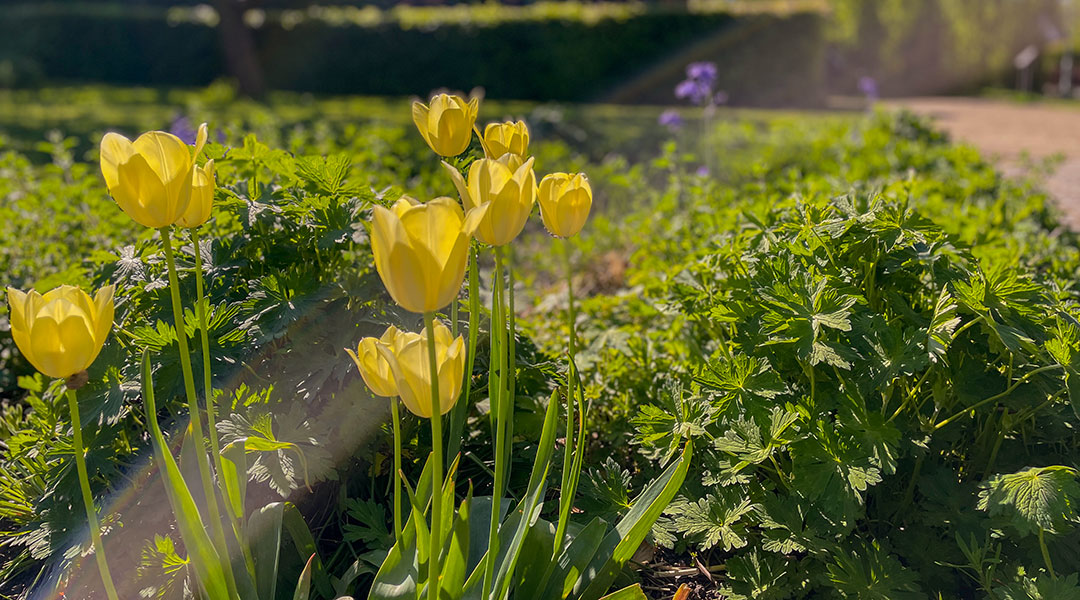 Blomster i urtehaven